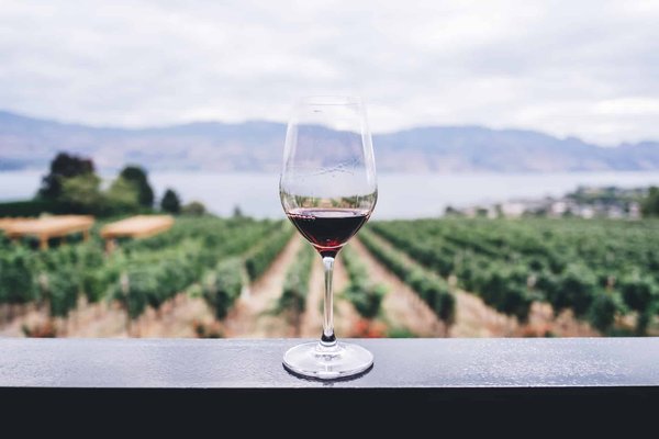 Découvrez les Vignobles Éblouissants du Périgord pour une Expérience Œnophile Inoubliable
